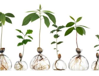 Cultivez des avocatiers avec ces vases en verre minimalistes.