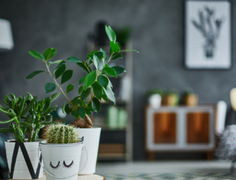 Dans votre maison, il y a des cactus !