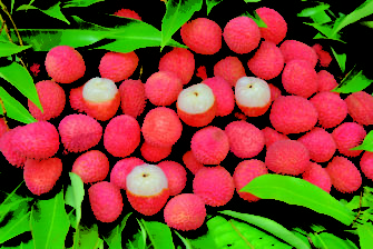Le litchi : les bienfaits et les vertus
