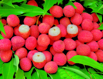 Le litchi : les bienfaits et les vertus
