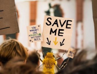 B, l’influenceuse à suivre pour sauver les abeilles