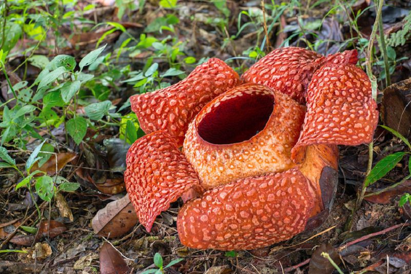 05-Cette-Fleur-geante-de-Rafflesia-Tuan-Mudae-en-Indonesie-est-la-plus-grande-Fleur-du-Monde