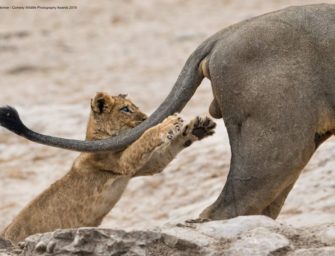 39 photos du concours Comedy Wildlife 2019 qui montrent à quel point la nature peut être amusante