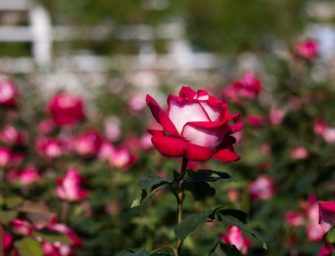 Osiria, cette rose pousse avec des pétales rouges et blancs