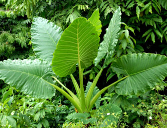 Connaissez-vous toutes vertus des feuilles de taro ?