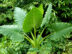 Connaissez-vous toutes vertus des feuilles de taro ?