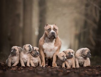 Pourquoi on aime les pitbulls ?