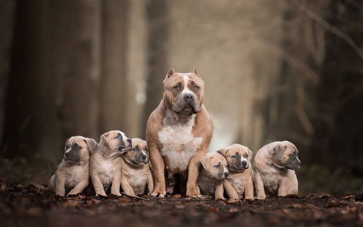 thumb2-pitbull-terrier-family-brown-puppies-big-dog-american-pit-bull-terrier