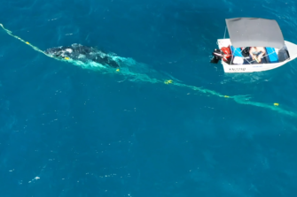 Un plongeur libère une baleine à bosse coincée dans un filet anti-requin