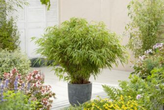 Comment cultiver des bambous en pots ?