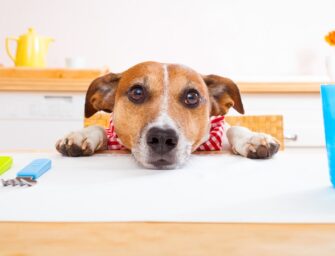 Les aliments à ne jamais donner à votre chien !