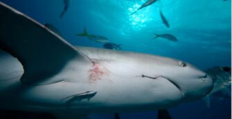 Incroyable : Cristina Zenato a retiré plus de 300 hameçons de requins lors de ses plongées