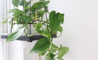 DIY : comment suspendre vos plantes au plafond ?