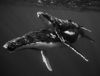 Les photographies de Jem Cresswell sur les baleines à bosse sont impressionnantes