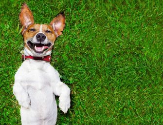 L&rsquo;huile de CBD est conseillé pour le bien-être de votre toutou !