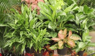 Aglaonema, une variété de plantes panachées