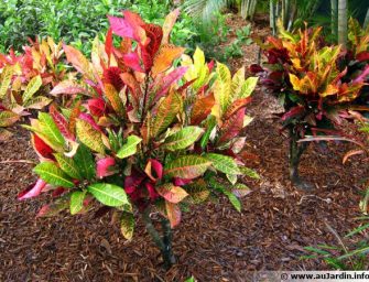 Les crotons, ces plantes aux couleurs resplendissantes