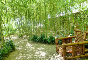 Comment empêcher les plants de bambou de se propager ?