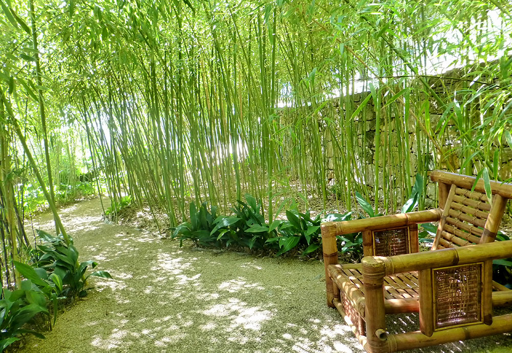 jardin-de-bambous