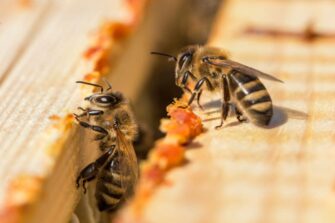 La propolis des abeilles : quelles sont ses vertus ?