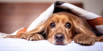 5 raisons pour lesquelles dormir avec votre animal de compagnie peut améliorer votre sommeil