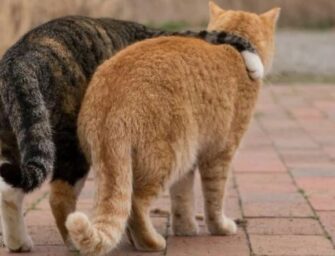 Les chats errants du japon par le photographe Masayuki Oki