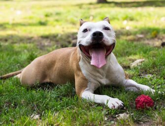 Que pouvez vous faire pour augmenter l&rsquo;espérance de vie de votre chien ?