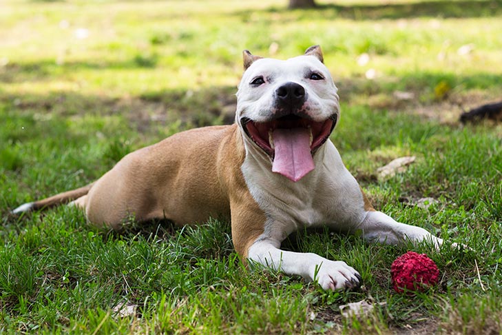 American Staffordshire Terrier laying down with a ball outdoors in the grass.