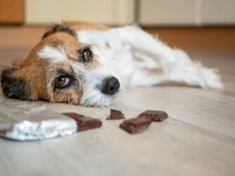 Le chocolat est toxique pour votre chien !