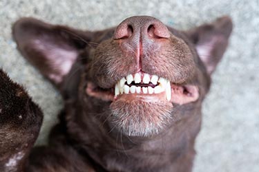 dog-smile-dental-conditions-blog