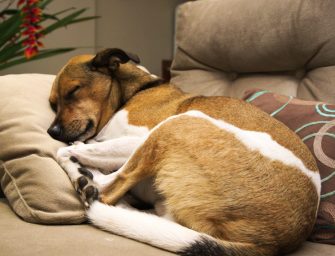 Surmonter la perte d’un chien : Comment faire son deuil d’un compagnon fidèle