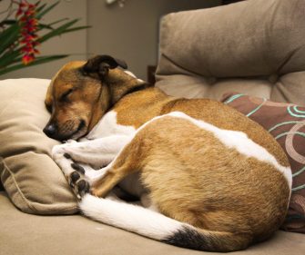 Surmonter la perte d’un chien : Comment faire son deuil d’un compagnon fidèle