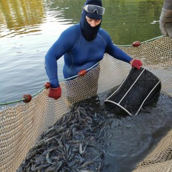 Élevage des crevettes bleues : pratiques et défis de l’aquaculture marine