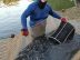 Élevage des crevettes bleues : pratiques et défis de l&rsquo;aquaculture marine