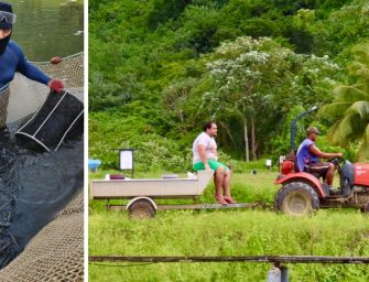 Crevettes locales ou importées : savez-vous vraiment ce que vous mangez ?