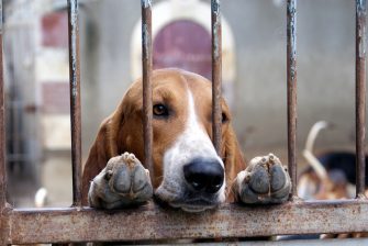 Sauver des chiens, oui… mais dans des conditions dignes pour eux et respectueuses du voisinage