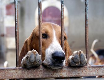 Sauver des chiens, oui… mais dans des conditions dignes pour eux et respectueuses du voisinage
