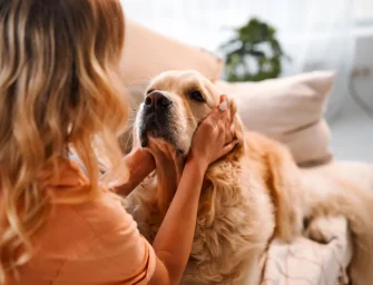 Chien de soutien émotionnel : simple compagnon ou véritable allié pour la santé mentale ?